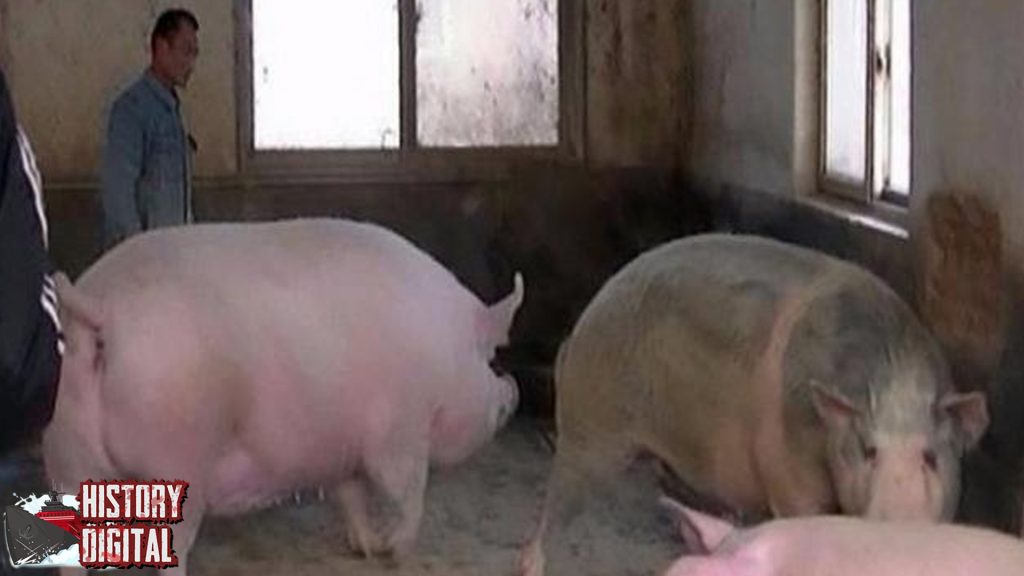 Babi dan Sejarahnya Hewan Kontroversial Penuh Cerita!