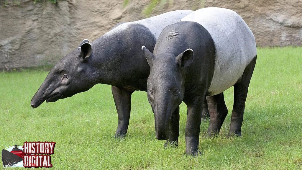 Mengungkap Sejarah Tapir Hewan Unik yang Jarang Disorot!