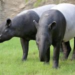 Mengungkap Sejarah Tapir Hewan Unik yang Jarang Disorot!