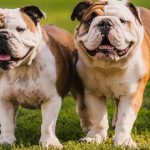 Mengenal Sejarah Bulldog Anjing Berwajah Unik dan Berani!