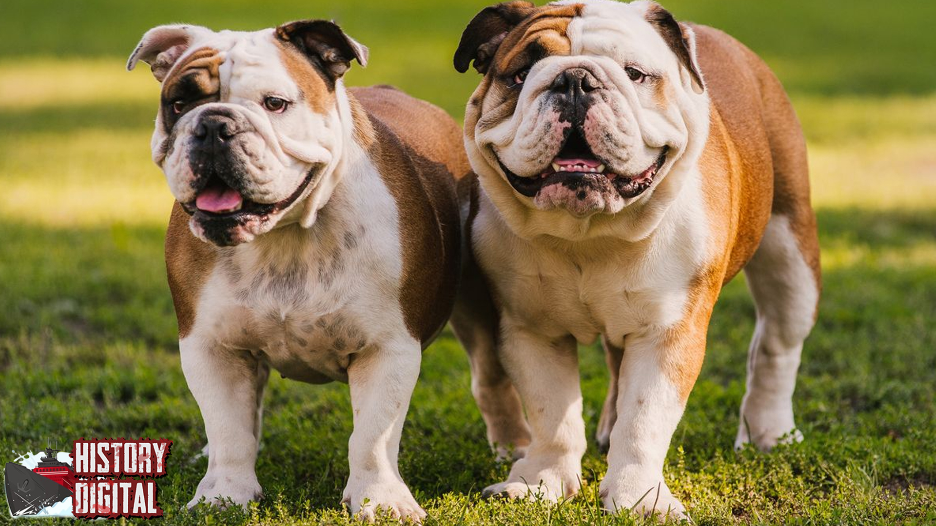 Mengenal Sejarah Bulldog Anjing Berwajah Unik dan Berani!