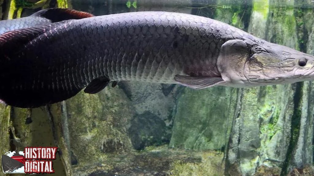 Arapaima Ikan Kuno yang Jadi Raja di Perairan Amazon!