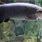 Arapaima Ikan Kuno yang Jadi Raja di Perairan Amazon!