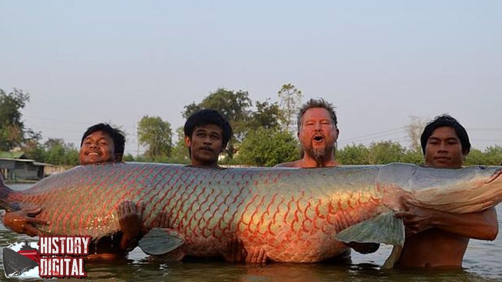 Arapaima Ikan Kuno yang Jadi Raja di Perairan Amazon!