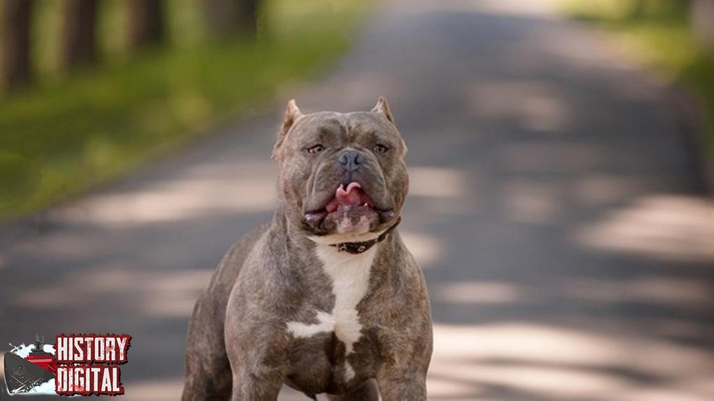 Anjing Bulldog Dulu Petarung, Sekarang Sahabat Manusia