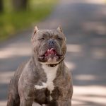 Anjing Bulldog Dulu Petarung, Sekarang Sahabat Manusia