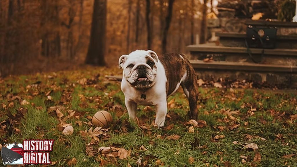 Anjing Bulldog Dulu Petarung, Sekarang Sahabat Manusia