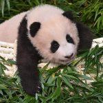 Dari Mitos Kuno ke Ikon Dunia Asal Usul Panda Terkuak!