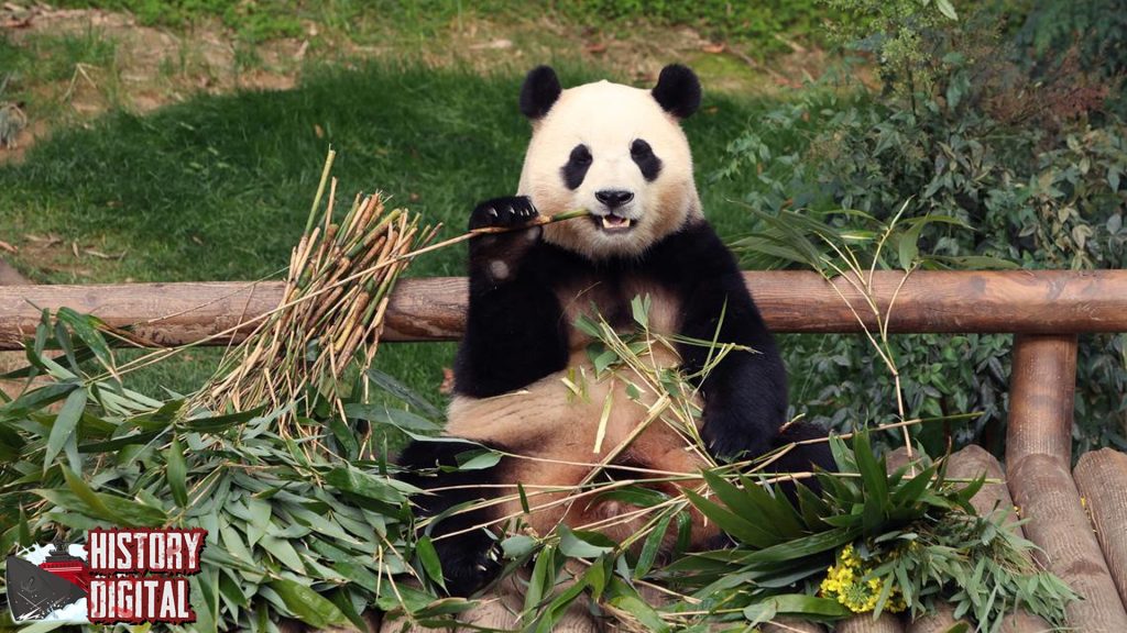 Dari Mitos Kuno ke Ikon Dunia Asal Usul Panda Terkuak!