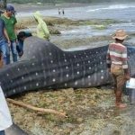 Hiu Macan Tutul: Jejak Evolusi Predator Laut yang Mempesona