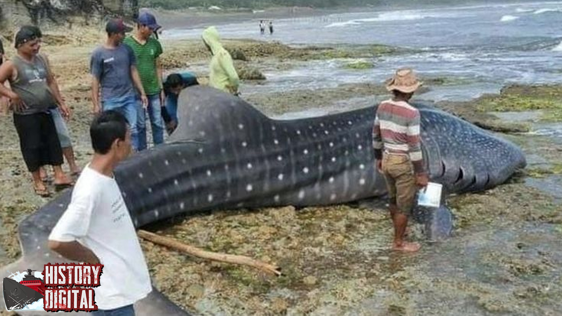 Hiu Macan Tutul: Jejak Evolusi Predator Laut yang Mempesona
