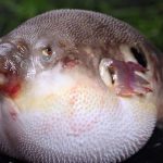 Ikan Buntal dan Sejarah Uniknya, Antara Bahaya dan Keunikan!v