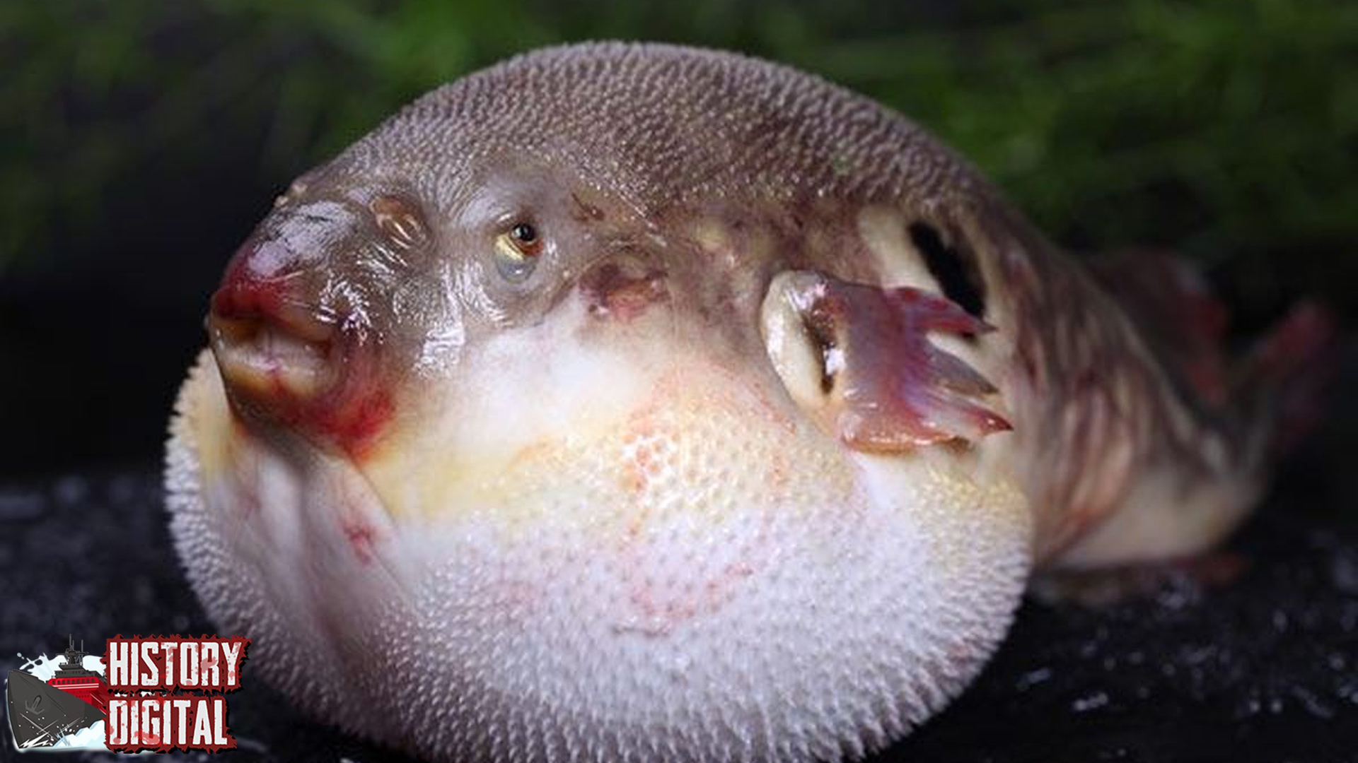 Ikan Buntal dan Sejarah Uniknya, Antara Bahaya dan Keunikan!v