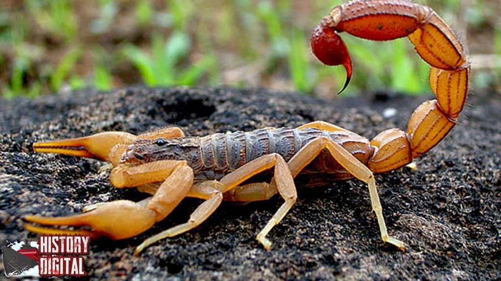 Jejak Purba Kalajengking Dari Monster Laut ke Gurun Panas!