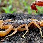 Jejak Purba Kalajengking Dari Monster Laut ke Gurun Panas!