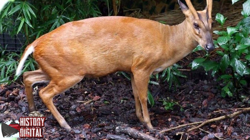 Melacak Jejak Kijang, Sang Penjelajah Hutan Nusantara!