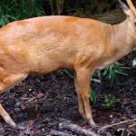 Melacak Jejak Kijang, Sang Penjelajah Hutan Nusantara!