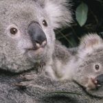 Mengenal Sejarah Koala, Si Pemalas yang Bikin Gemas!