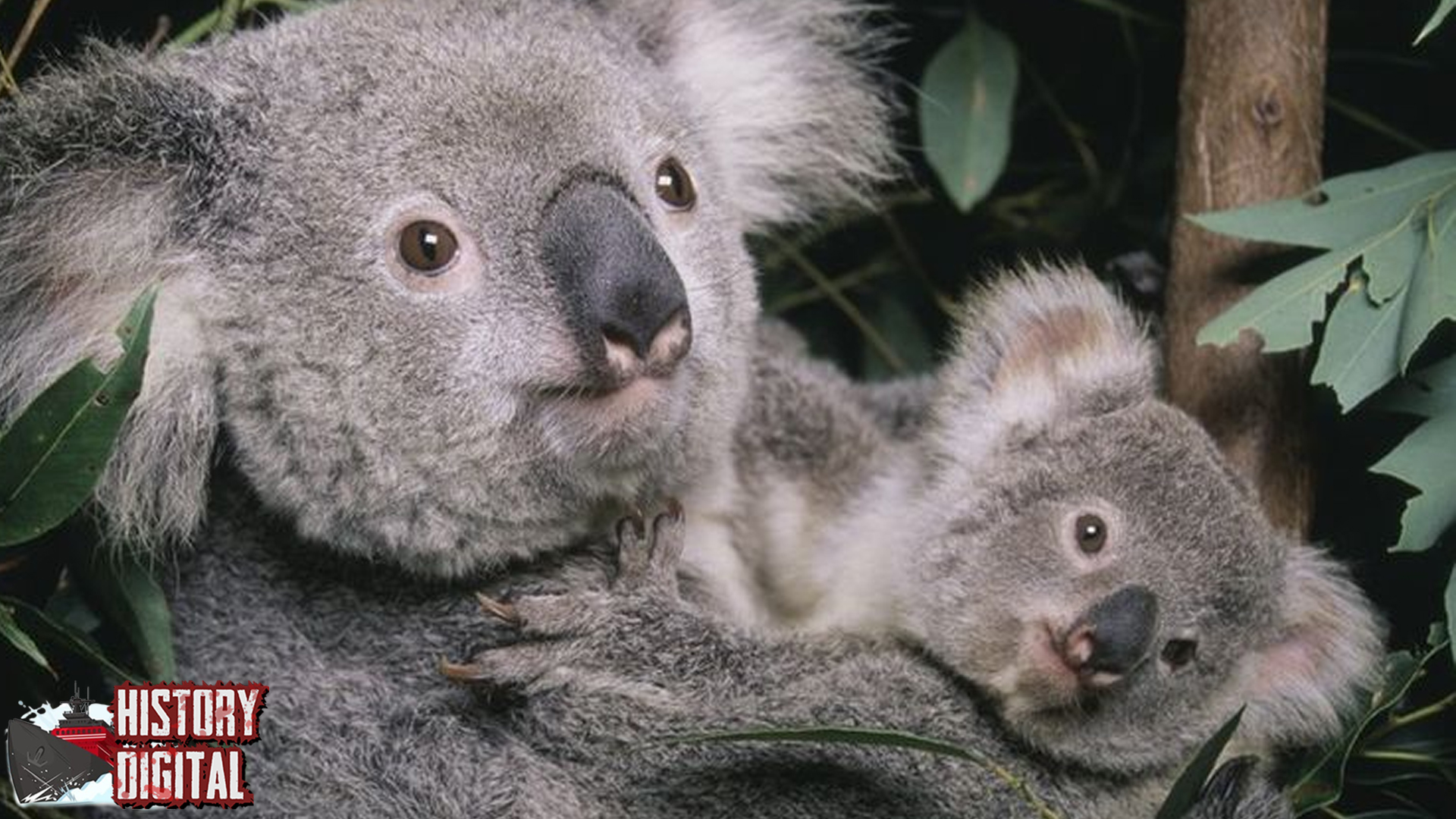 Mengenal Sejarah Koala, Si Pemalas yang Bikin Gemas!