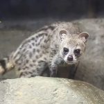 Dulu Liar Kini Populer: Musang dan Perjalanan Waktunya!