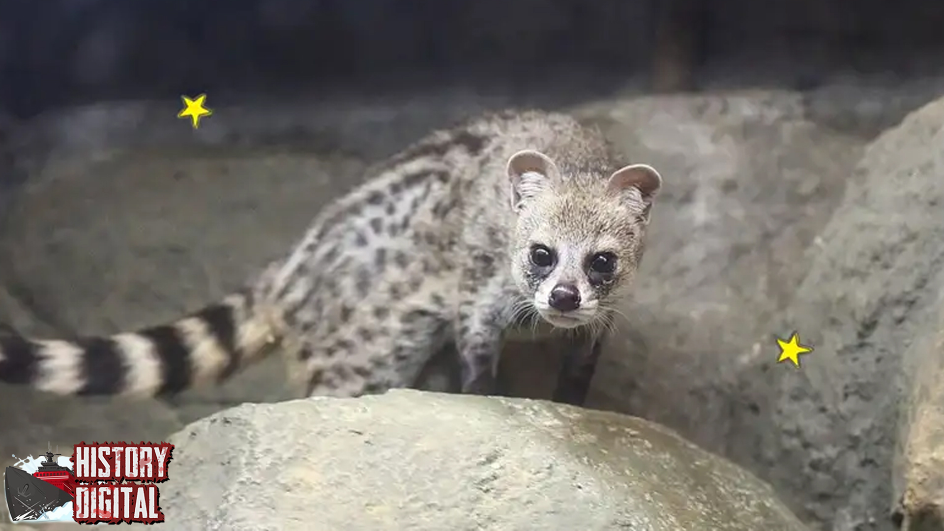 Dulu Liar Kini Populer: Musang dan Perjalanan Waktunya!