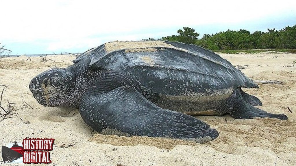 Penyu Purba Cerita Panjang Dari Cangkang ke Samudra!
