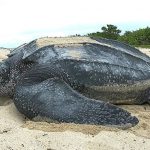 Penyu Purba Cerita Panjang Dari Cangkang ke Samudra!