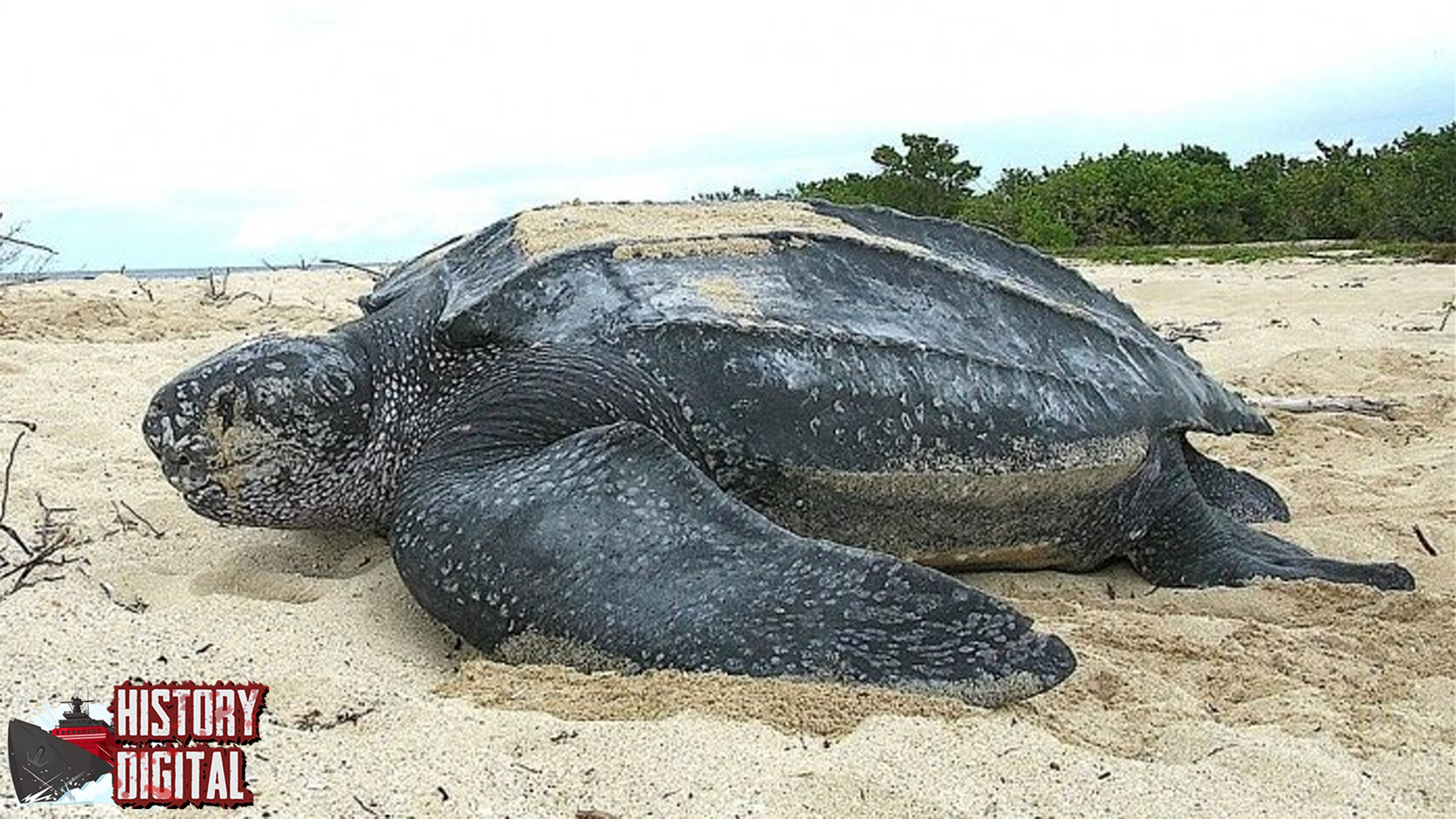 Penyu Purba Cerita Panjang Dari Cangkang ke Samudra!