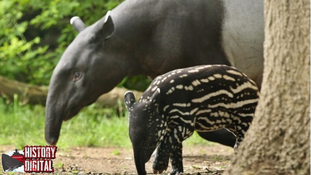 Mengungkap Sejarah Tapir Hewan Unik yang Jarang Disorot!