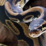 Menelisik Sejarah Ular Sanca, Si Penguasa Hutan dan Air!