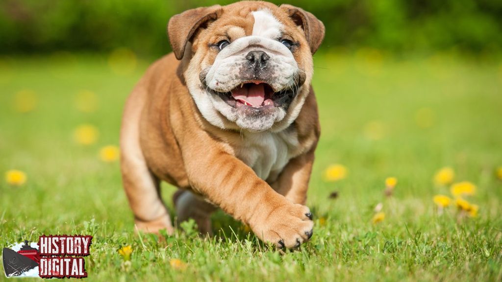 Mengenal Sejarah Bulldog Anjing Berwajah Unik dan Berani!