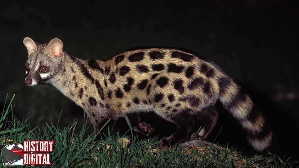Dulu Liar Kini Populer: Musang dan Perjalanan Waktunya!