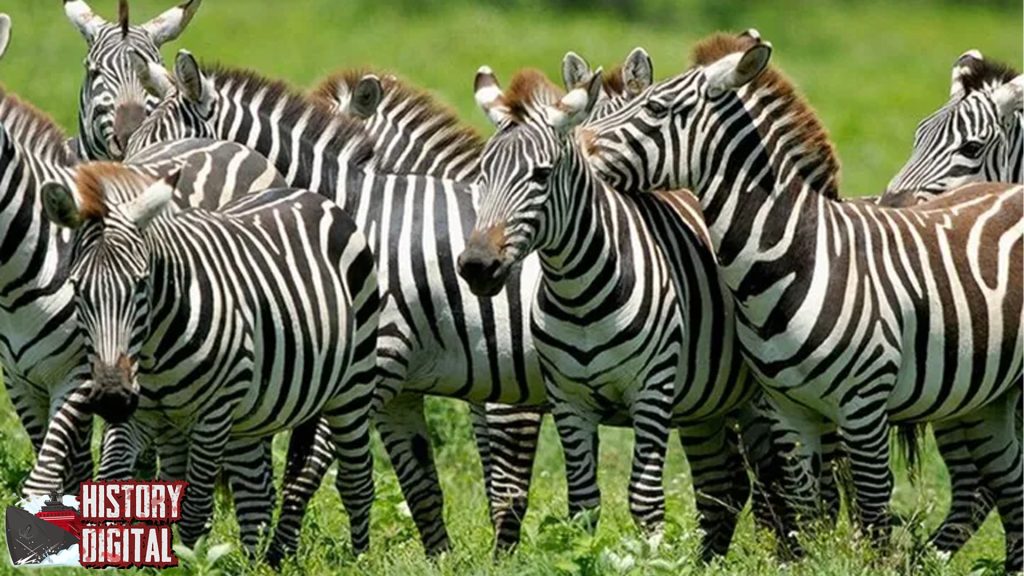 Zebra Bukan Sekadar Corak Ini Sejarah yang Tersembunyi!
