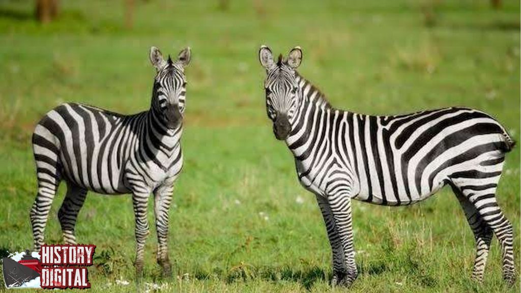 Zebra Bukan Sekadar Corak Ini Sejarah yang Tersembunyi!