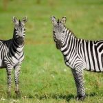 Zebra Bukan Sekadar Corak Ini Sejarah yang Tersembunyi!