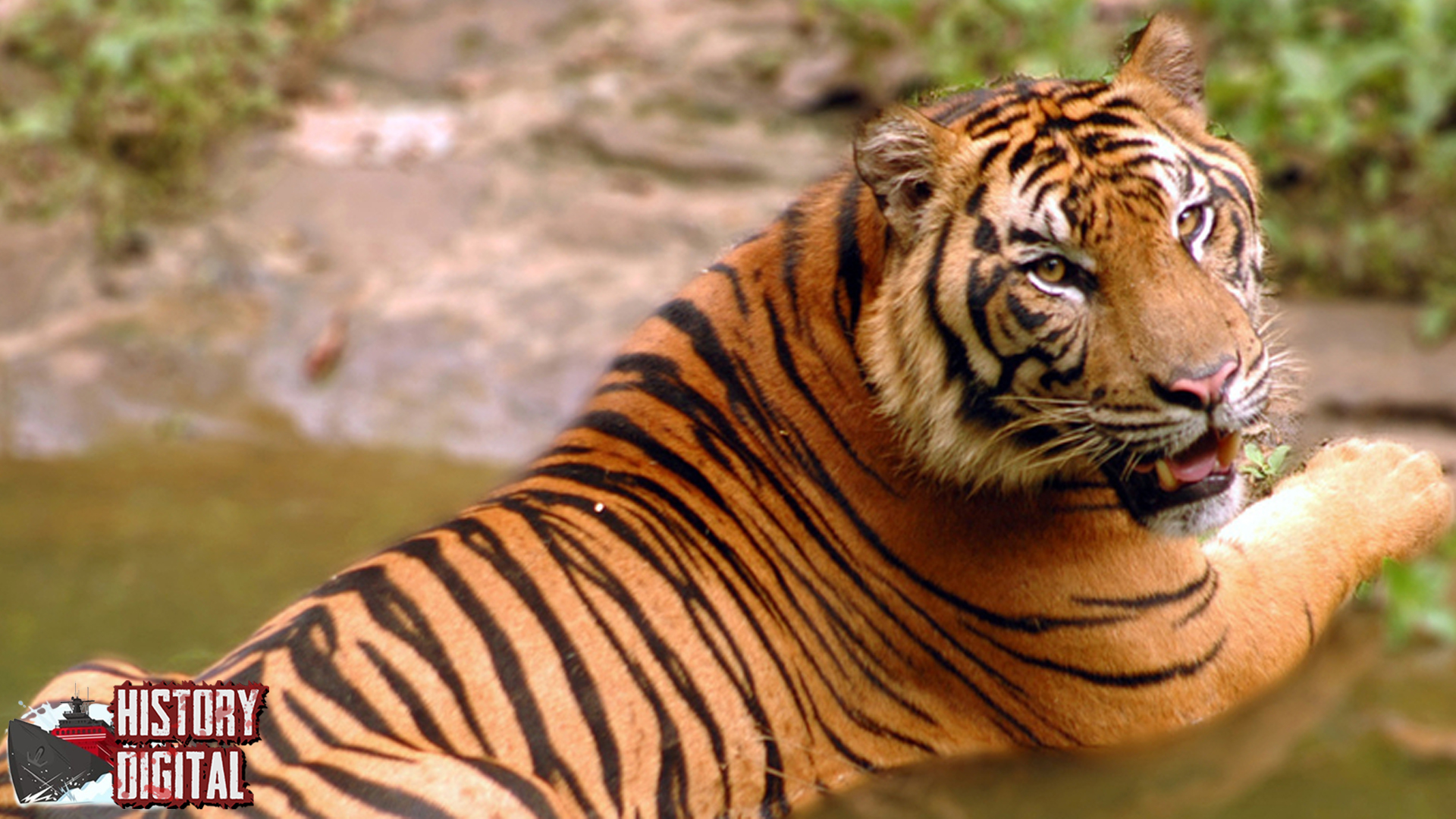 Harimau Sumatra 6 Catatan Lama Unik Penguasa Rimba
