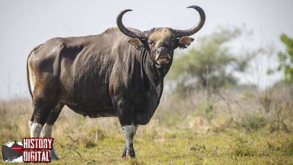 Banteng dalam Chronicle: Misteri dan Peranannya di Dunia!