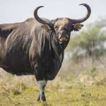 Banteng dalam Chronicle: Misteri dan Peranannya di Dunia!