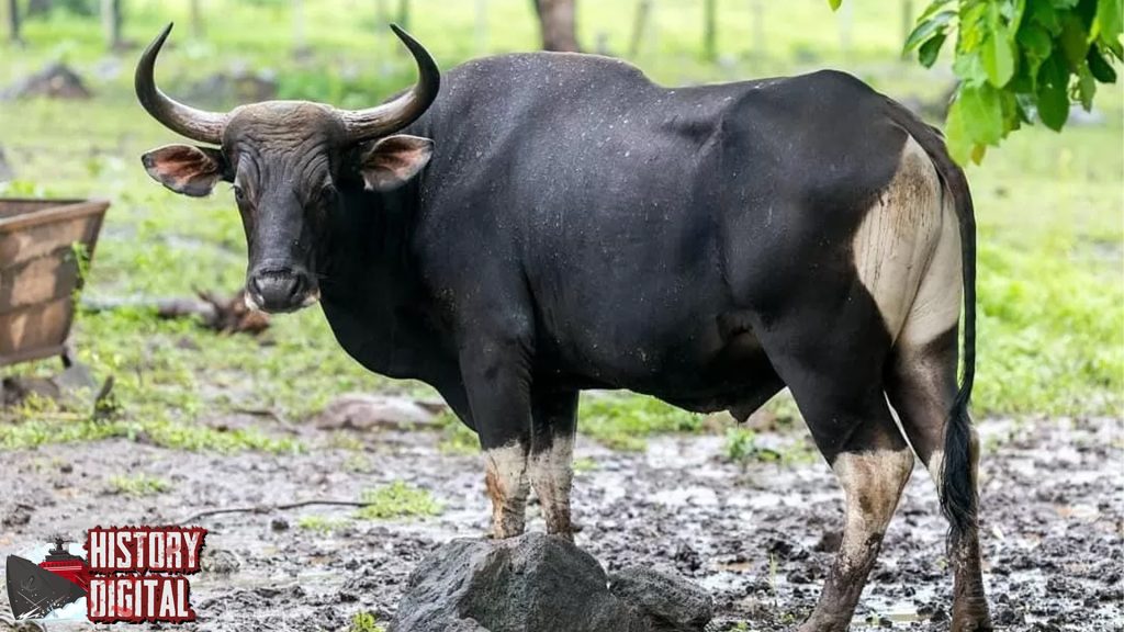 Banteng dalam Chronicle: Misteri dan Peranannya di Dunia!