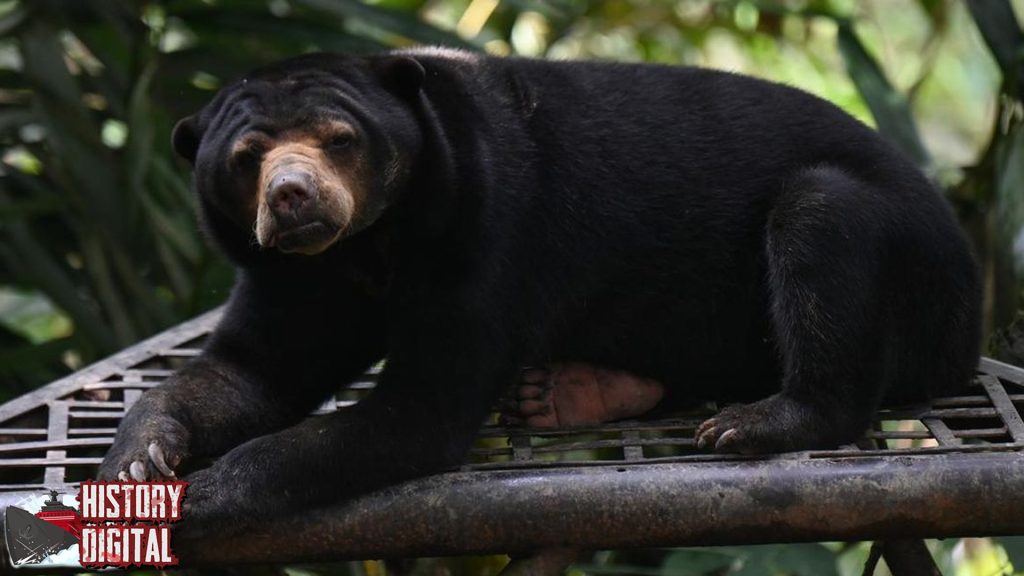 Beruang Madu 9 Kebiasaan Ngaco di Hutan Tropis!