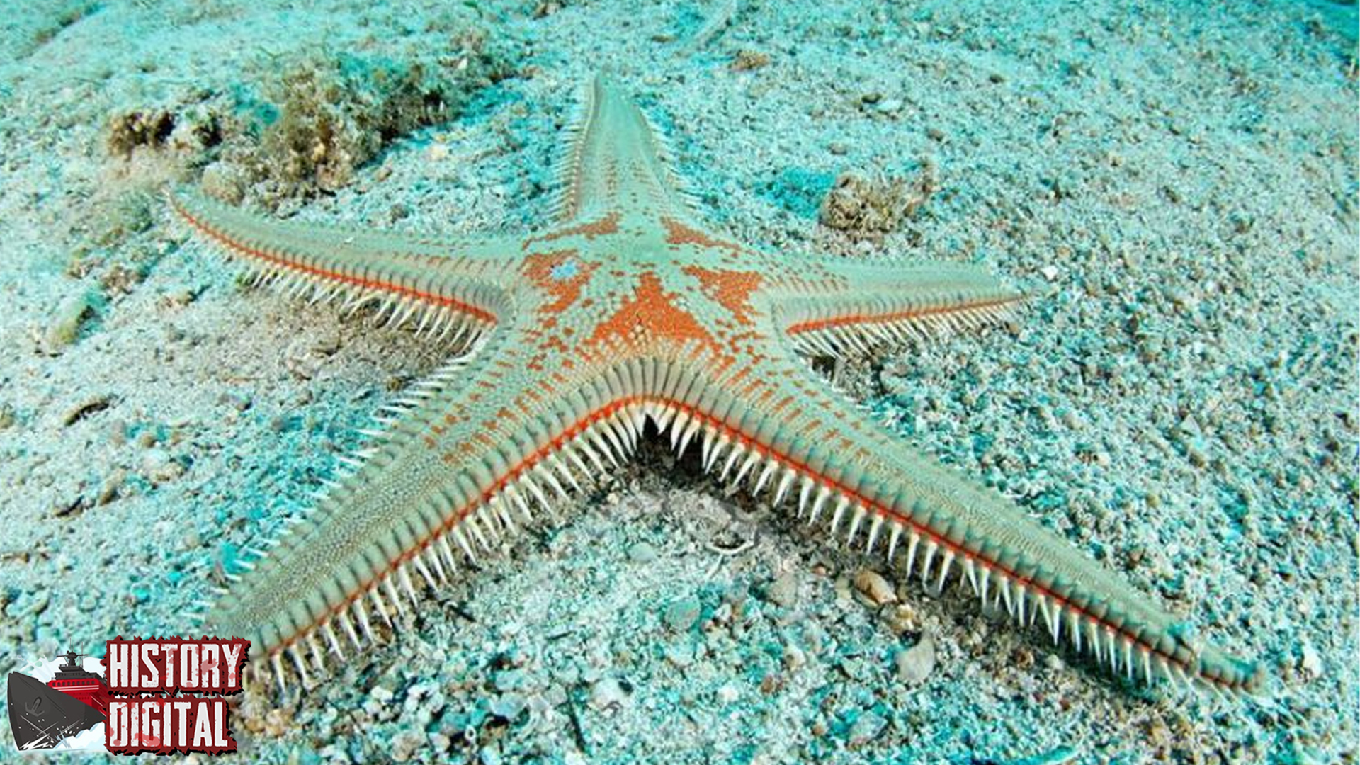 Sejarah Hewan Bintang Laut serta 6 Fakta Menarik Lainnya