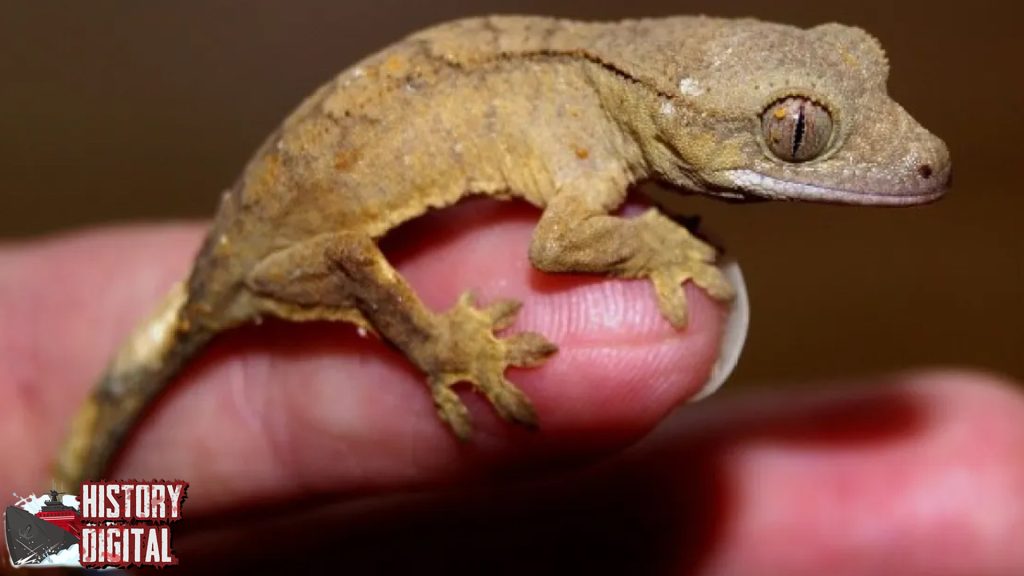 Jejak Sejarah Cicak yang Tak Sekadar Menempel Tembok