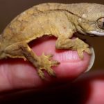 Jejak Sejarah Cicak yang Tak Sekadar Menempel Tembok