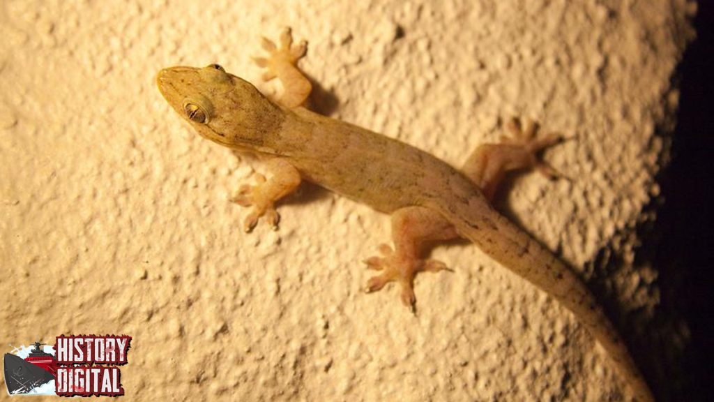 Jejak Sejarah Cicak yang Tak Sekadar Menempel Tembok