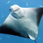 Ikan Pari Hewan Laut Purba yang Masih Bertahan hingga Kini!
