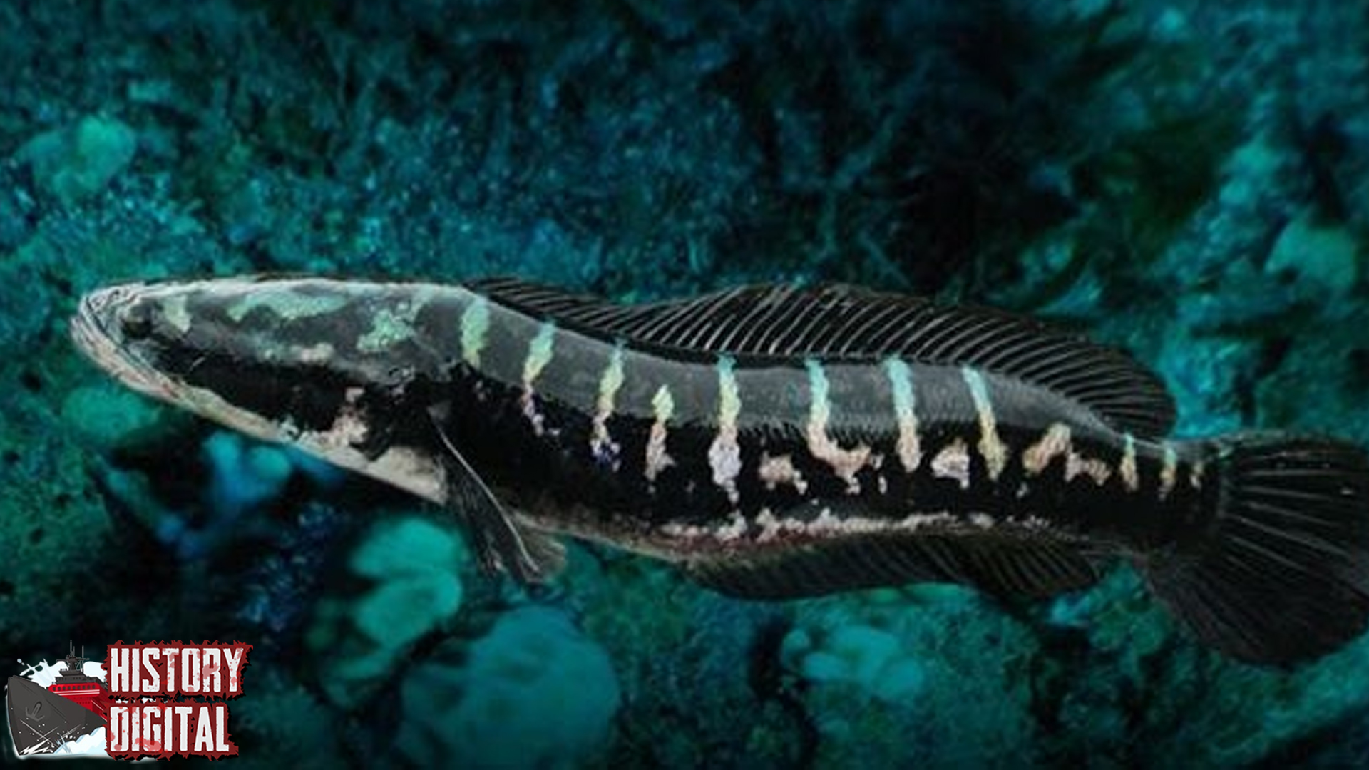 Mengenal 8 Karakter Unik Ikan Toman dari Sungai Tropis