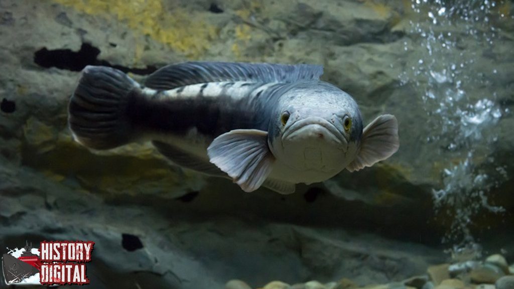 Mengenal 8 Karakter Unik Ikan Toman dari Sungai Tropis