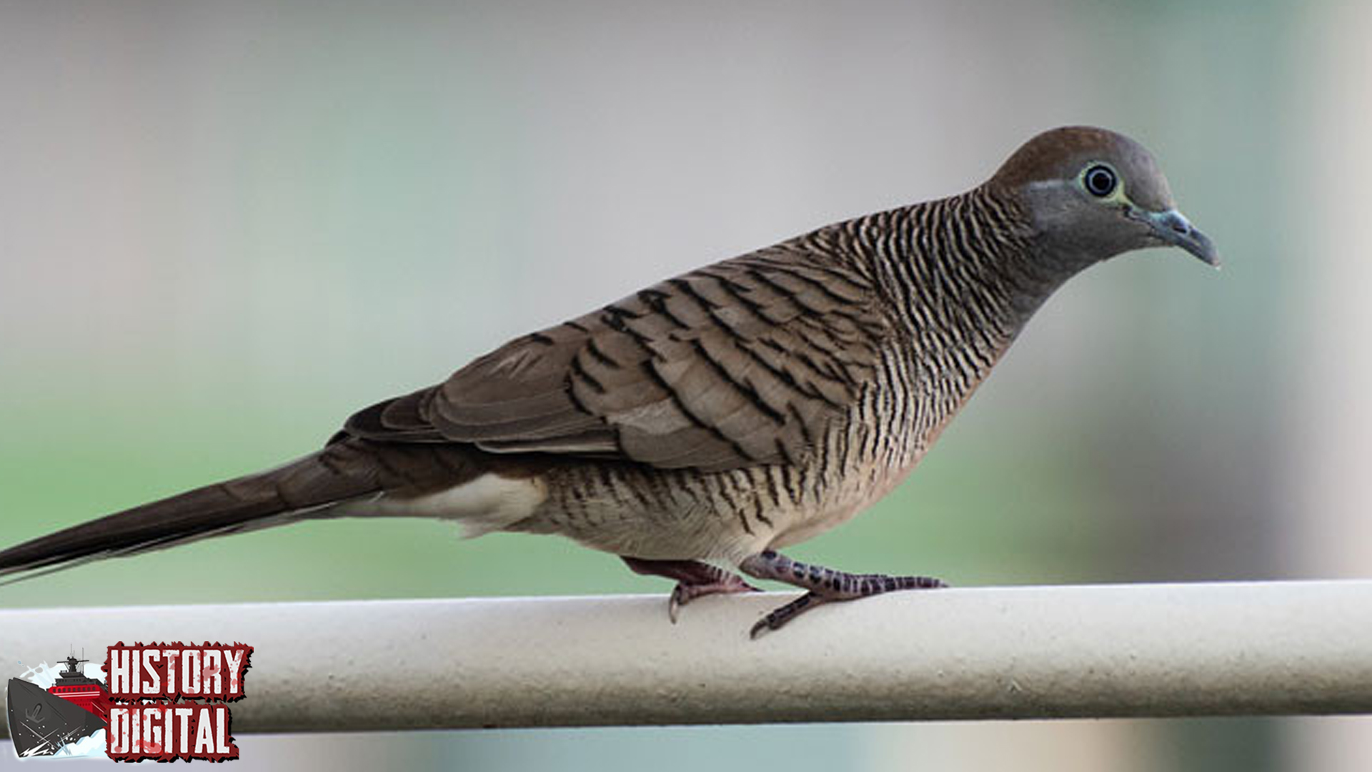 Burung Tekukur 3 Kicauan Modern yang Menenangkan
