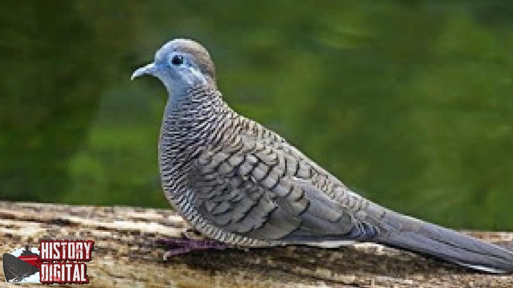 Burung Tekukur 3 Kicauan Modern yang Menenangkan
