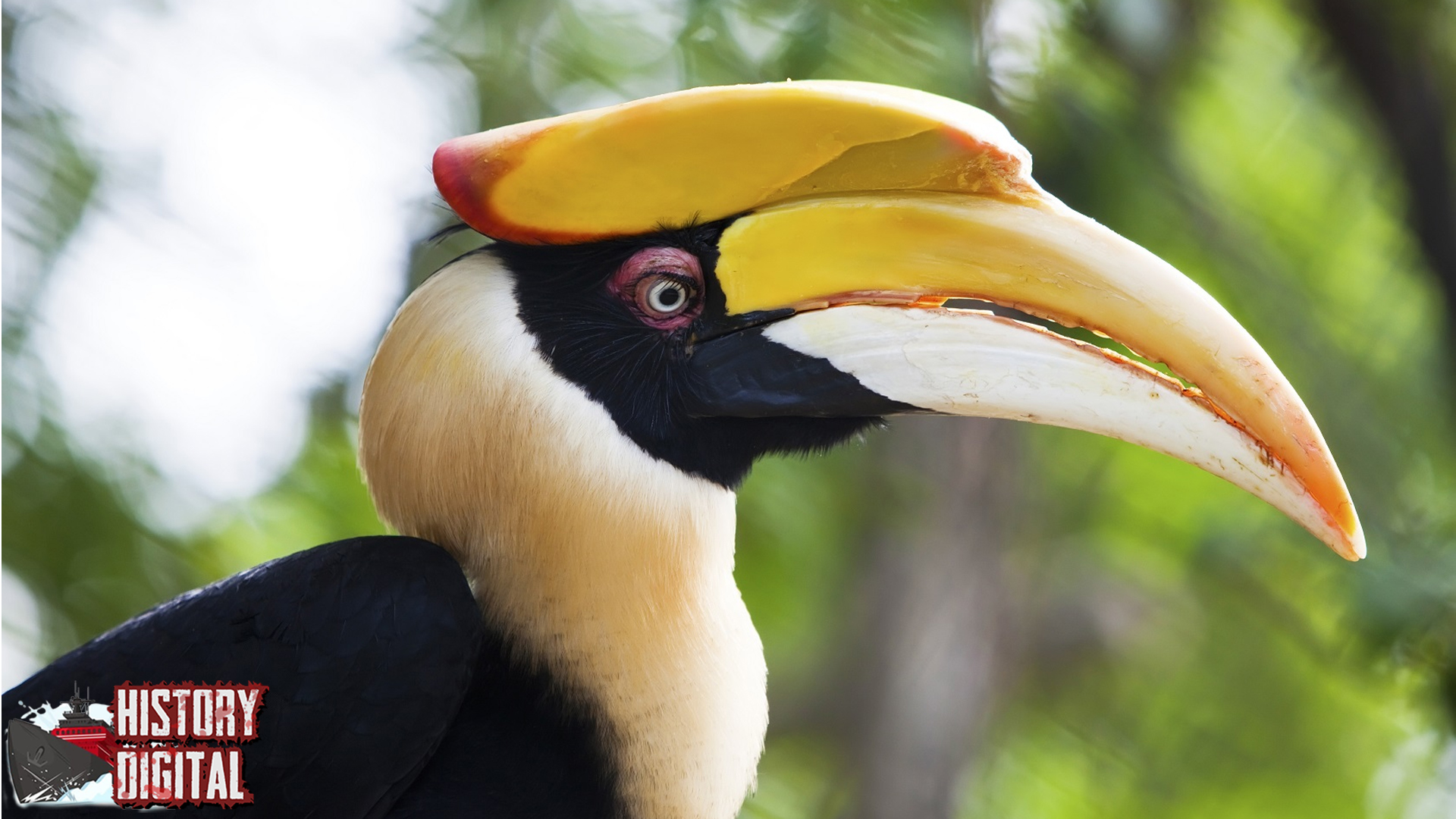 Burung Hornbill 4 Keunikan yang Bikin Berdecak Cantik